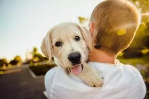 Cold Laser Therapy Device for Dogs