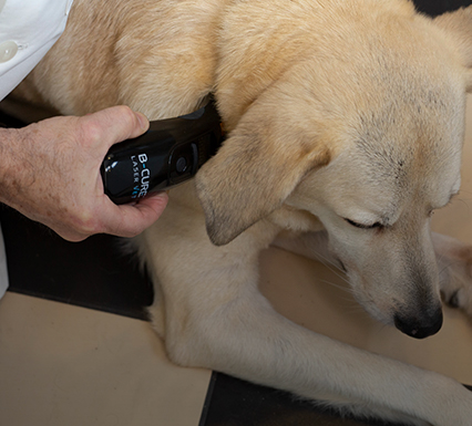 Best Laser Therapy Device for Pets