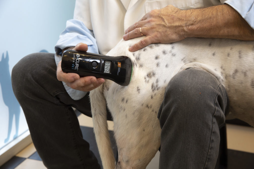 Your Dog's Mobility: Using Laser Therapy Machines For Hip Arthritis - B ...