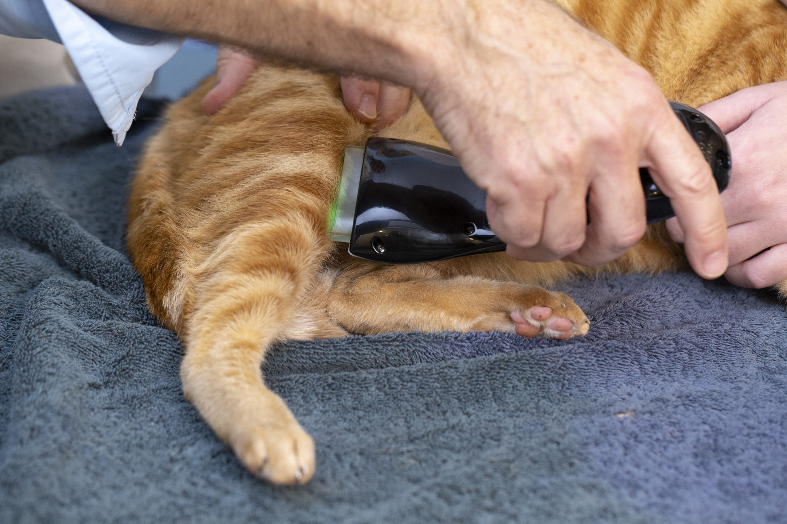 Wounds and Burns in Dogs BCure Laser Vet