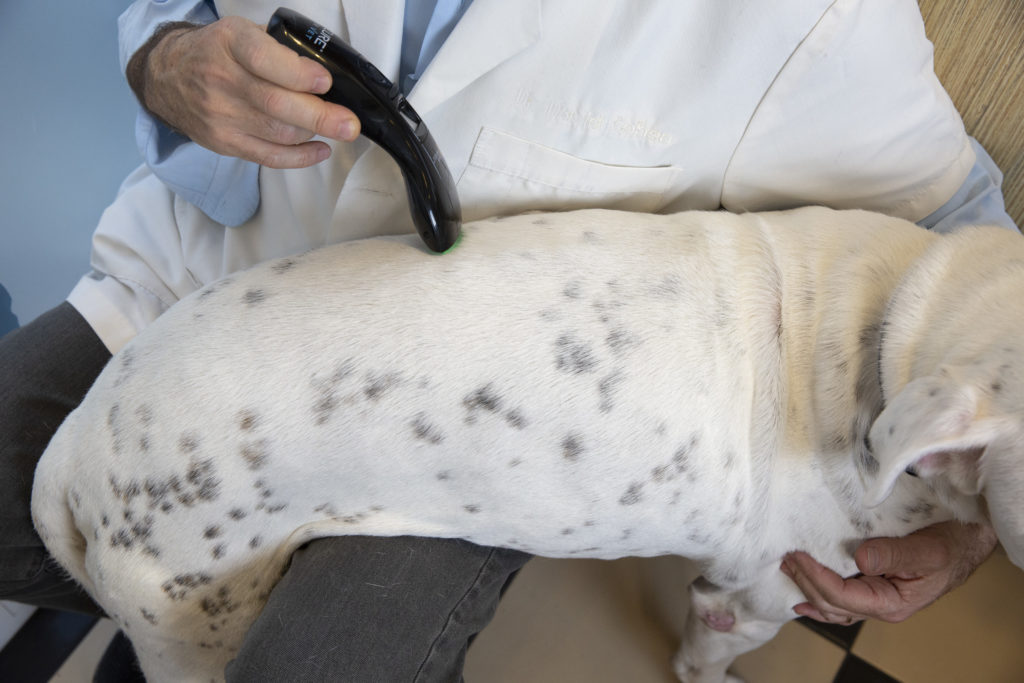 World's Best Laser Therapy Device for Pets