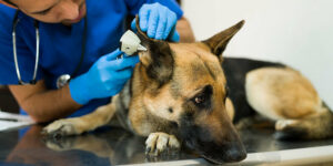 Chronic Ear Infections in Dogs.