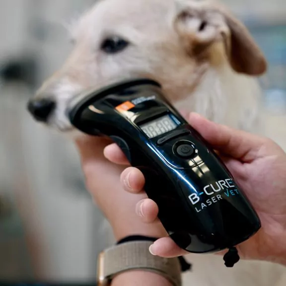 B Cure Laser Vet Device