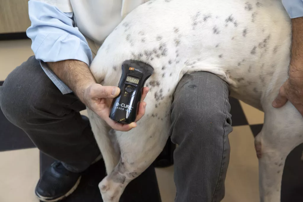 Best Laser Therapy Device for Pets