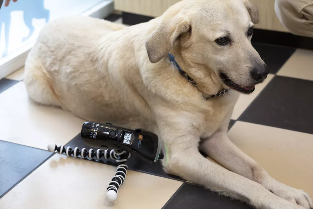 World's Best Laser Therapy Device for Pets