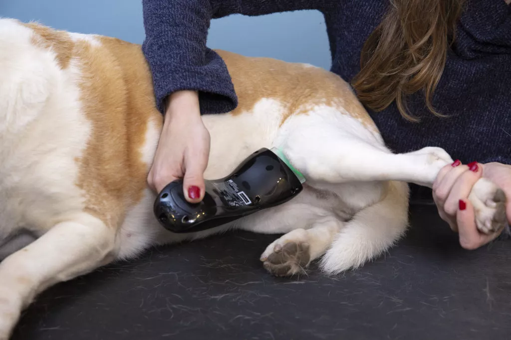 World's Best Laser Therapy Device for Pets