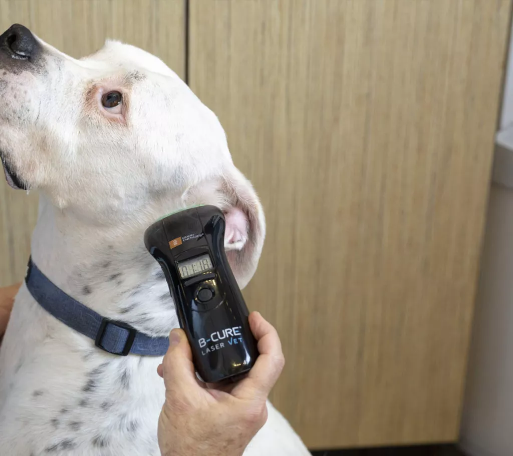 World's Best Laser Therapy Device for Pets