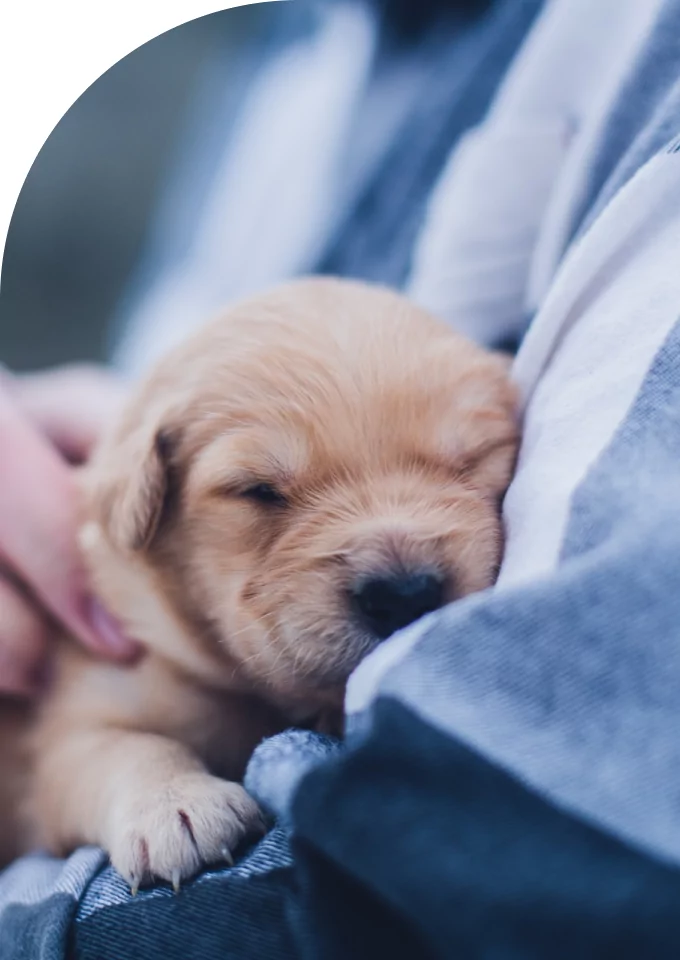Facial Paralysis in Dogs