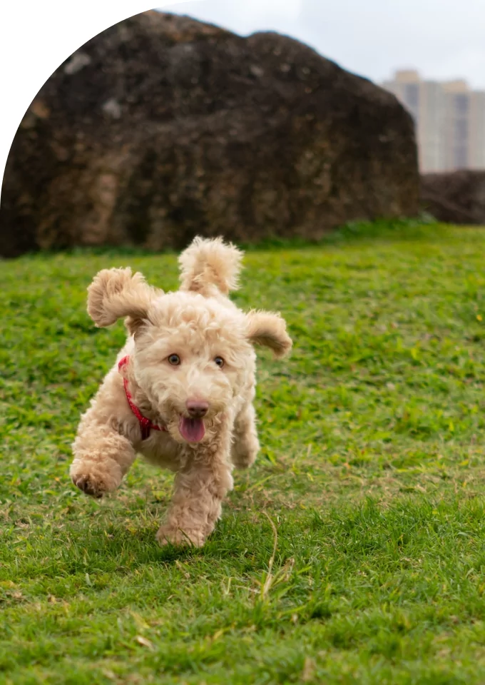 Home laser therapy for dogs